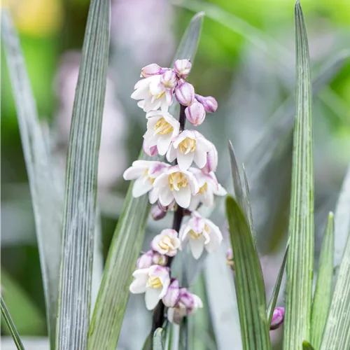 Ophiopogon planiscapus 'Niger'