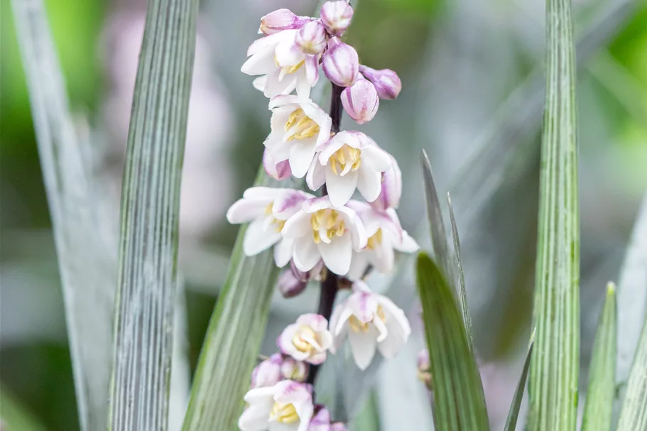 Ophiopogon planiscapus 'Niger'