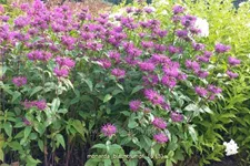 Monarda fistulosa 'Blaustrumpf'