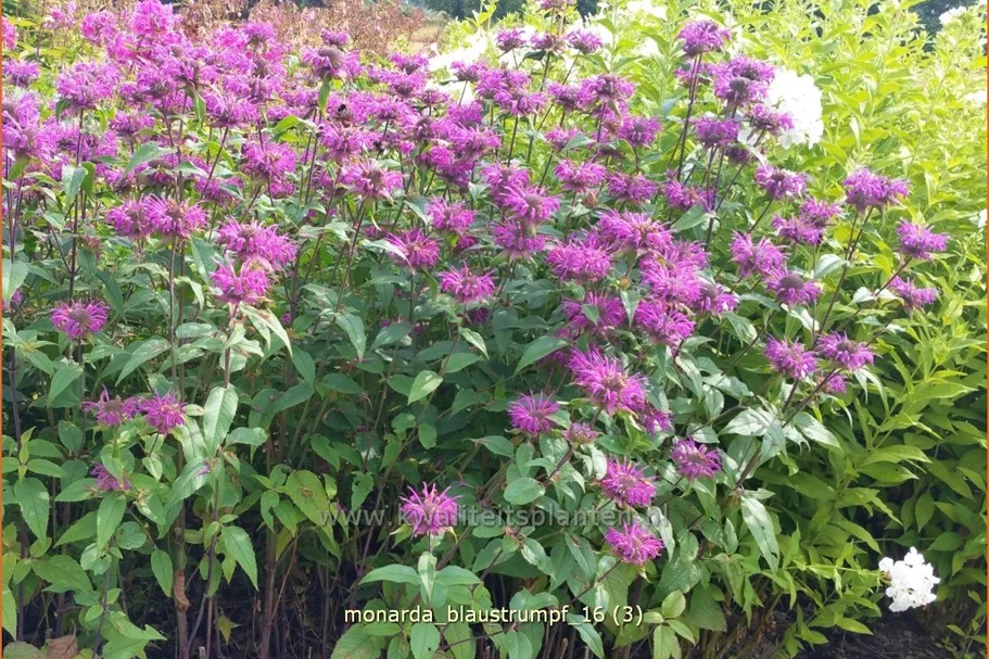 Monarda fistulosa 'Blaustrumpf'