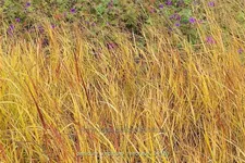 Panicum virgatum 'Rehbraun'