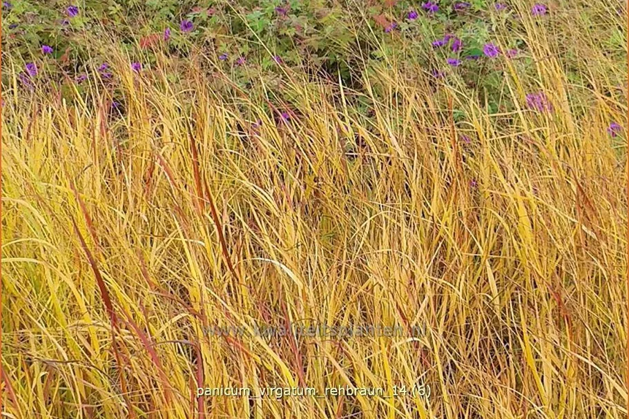 Panicum virgatum 'Rehbraun'