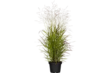 Panicum virgatum 'Rehbraun'