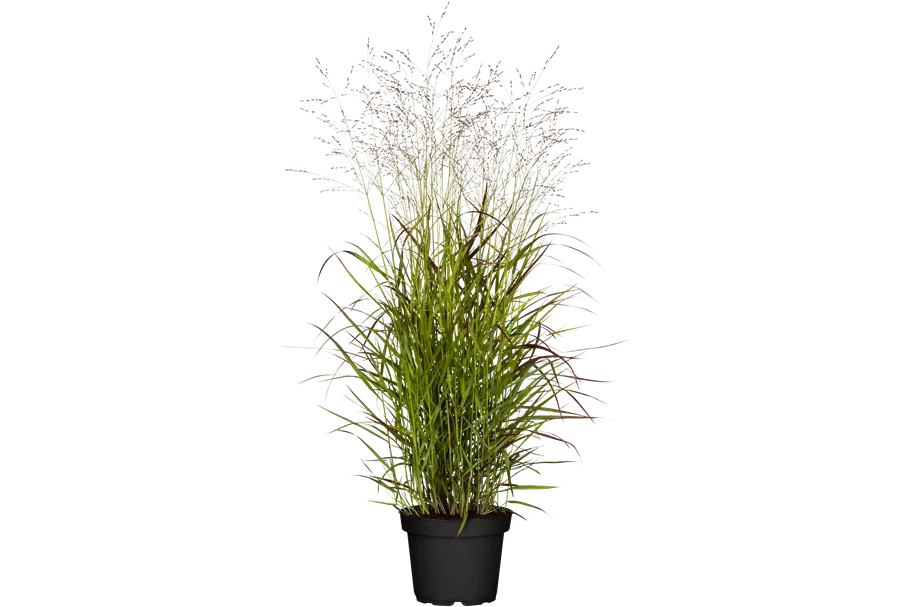 Panicum virgatum 'Rehbraun'