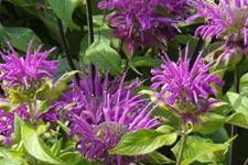 Monarda fistulosa 'Blaustrumpf'