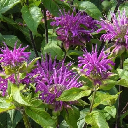 Monarda fistulosa 'Blaustrumpf'