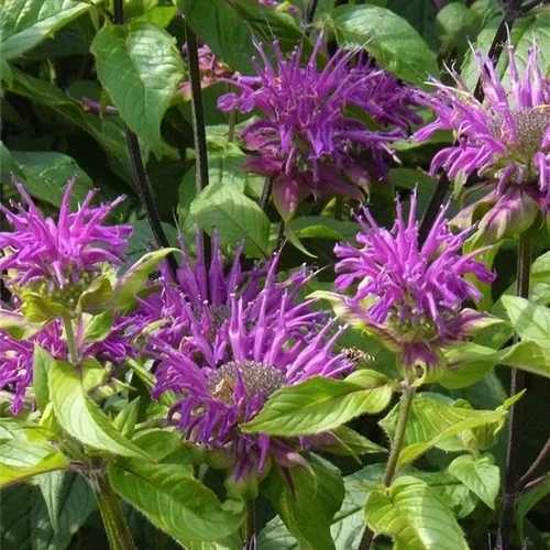 Monarda fistulosa 'Blaustrumpf'