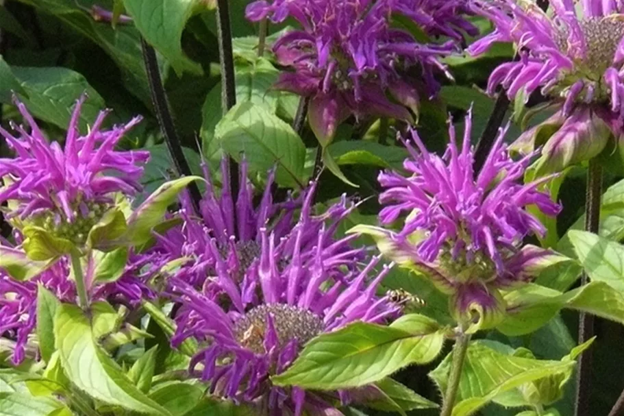 Monarda fistulosa 'Blaustrumpf'