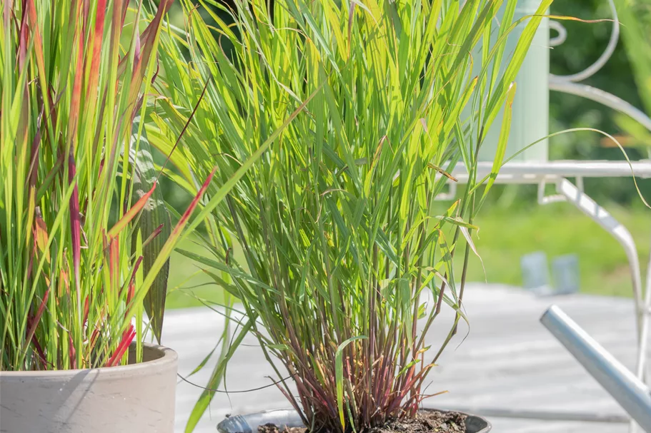 Panicum virgatum 'Rehbraun'