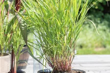 Panicum virgatum 'Rehbraun'
