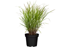 Panicum virgatum 'Rehbraun'