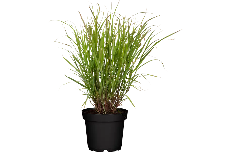 Panicum virgatum 'Rehbraun'