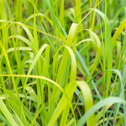 Panicum virgatum 'Rehbraun'