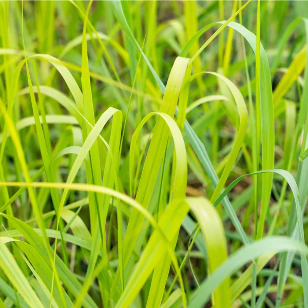 Panicum virgatum 'Rehbraun'