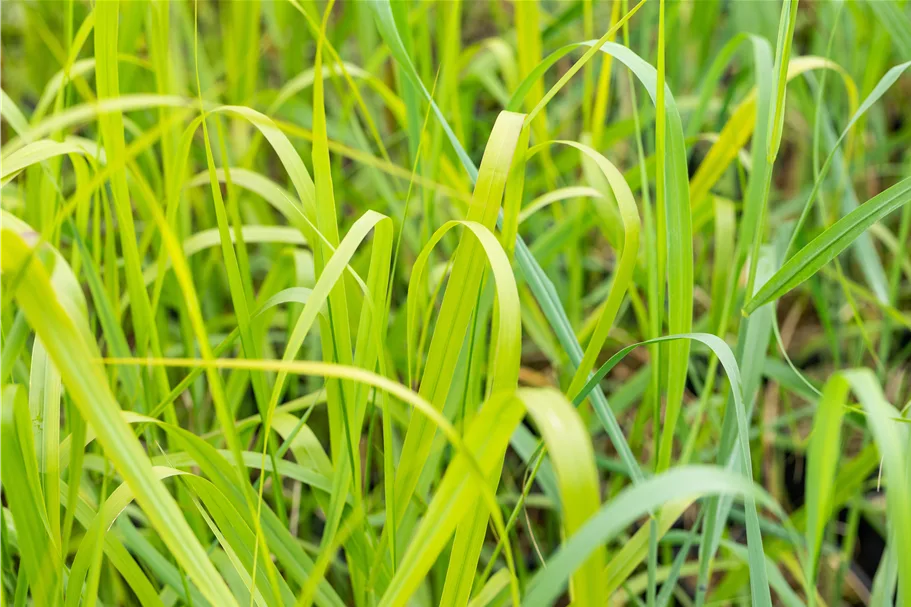 Panicum virgatum 'Rehbraun'