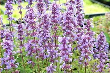 Nepeta grandiflora 'Blue Danube'
