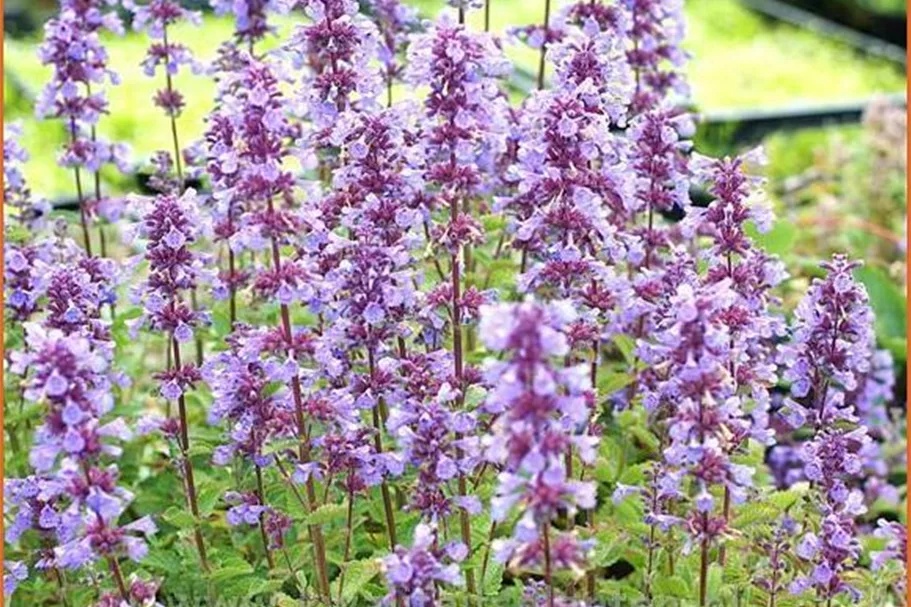 Nepeta grandiflora 'Blue Danube'