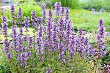Nepeta grandiflora 'Blue Danube'