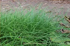 Ophiopogon wallichianus