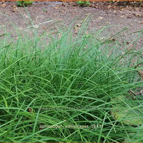 Ophiopogon wallichianus