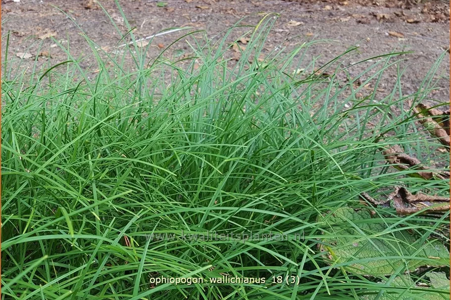 Ophiopogon wallichianus