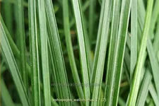 Ophiopogon wallichianus