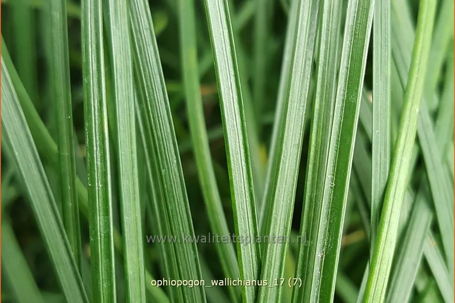 Ophiopogon wallichianus