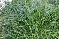 Ophiopogon wallichianus