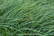 Ophiopogon wallichianus