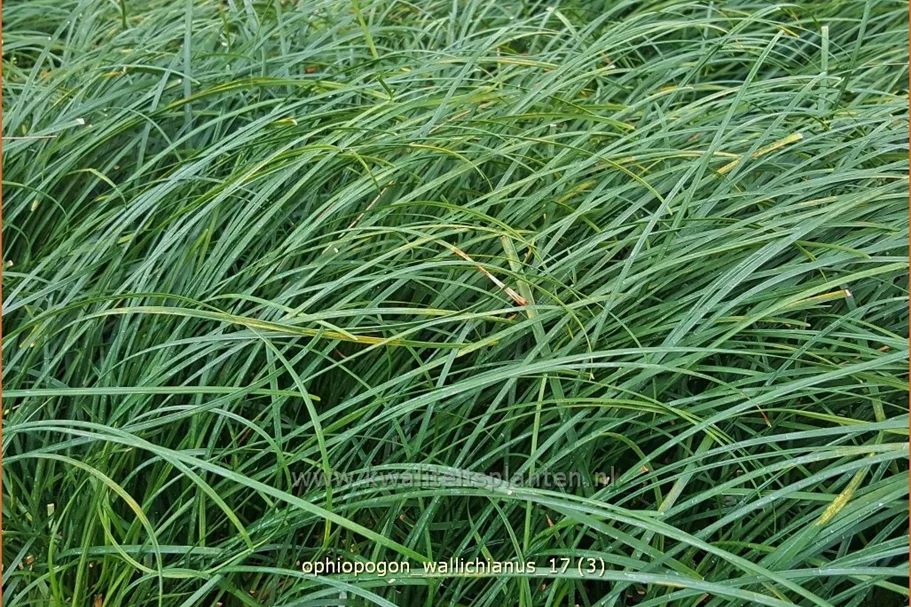 Ophiopogon wallichianus
