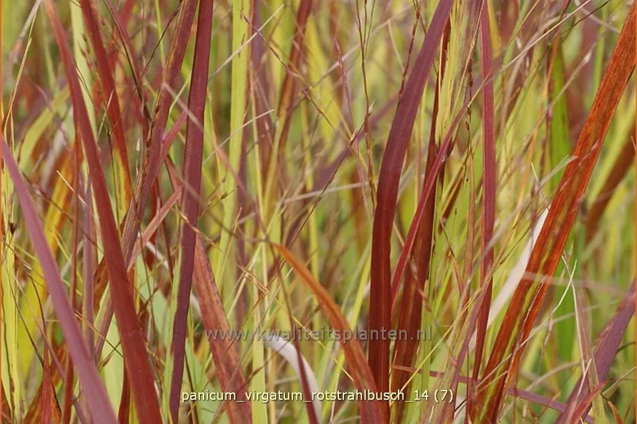 Panicum virgatum 'Rotstrahlbusch'