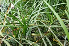 Ophiopogon wallichianus