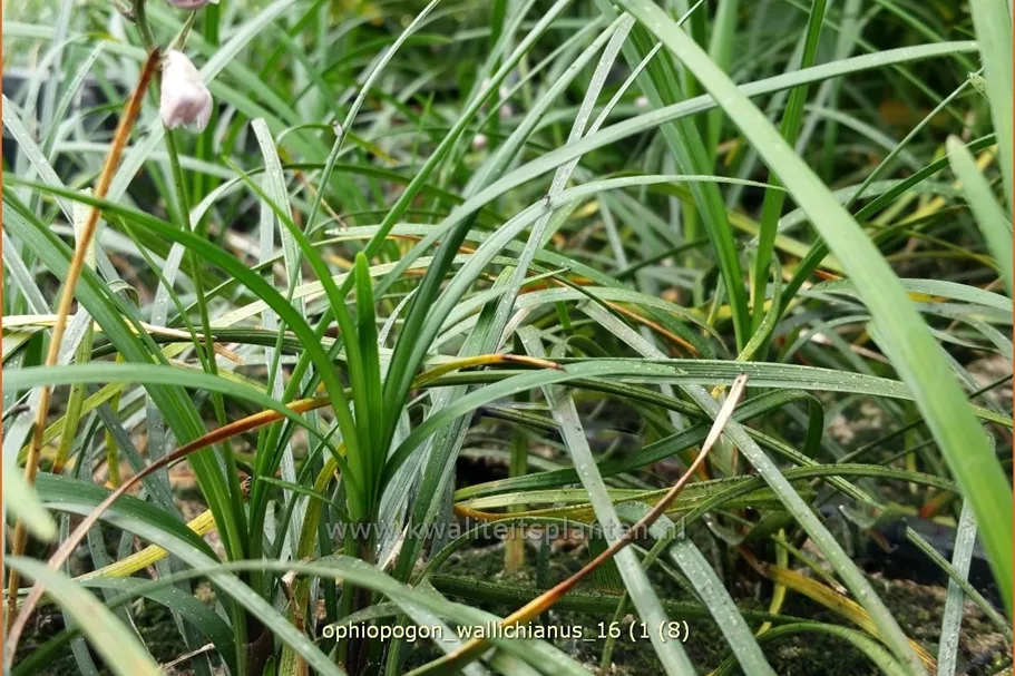 Ophiopogon wallichianus