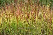 Panicum virgatum 'Rotstrahlbusch'