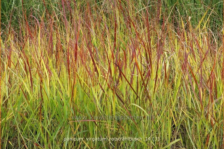 Panicum virgatum 'Rotstrahlbusch'
