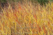 Panicum virgatum 'Rotstrahlbusch'