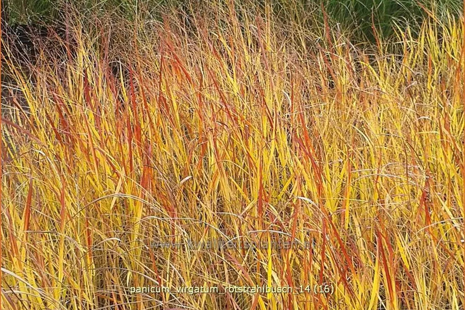Panicum virgatum 'Rotstrahlbusch'
