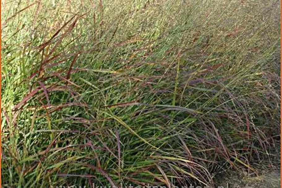Panicum virgatum 'Rotstrahlbusch'