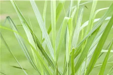 Panicum virgatum 'Rotstrahlbusch'