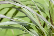 Panicum virgatum 'Rotstrahlbusch'