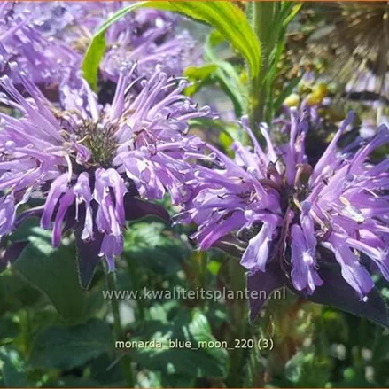 Monarda 'Blue Moon'