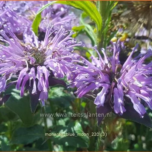 Monarda 'Blue Moon'