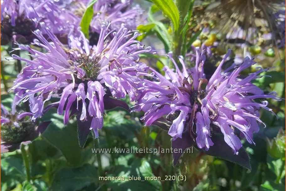 Monarda 'Blue Moon'