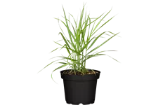 Panicum virgatum 'Rotstrahlbusch'