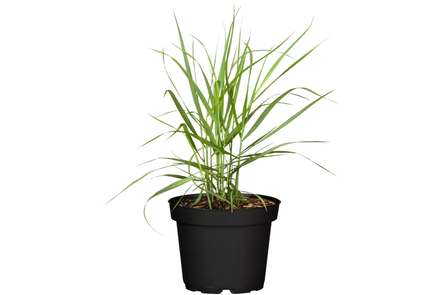 Panicum virgatum 'Rotstrahlbusch'