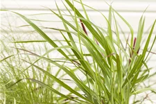 Panicum virgatum 'Rotstrahlbusch'