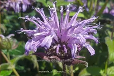 Monarda 'Blue Moon'