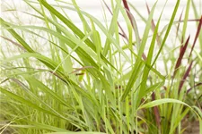 Panicum virgatum 'Rotstrahlbusch'