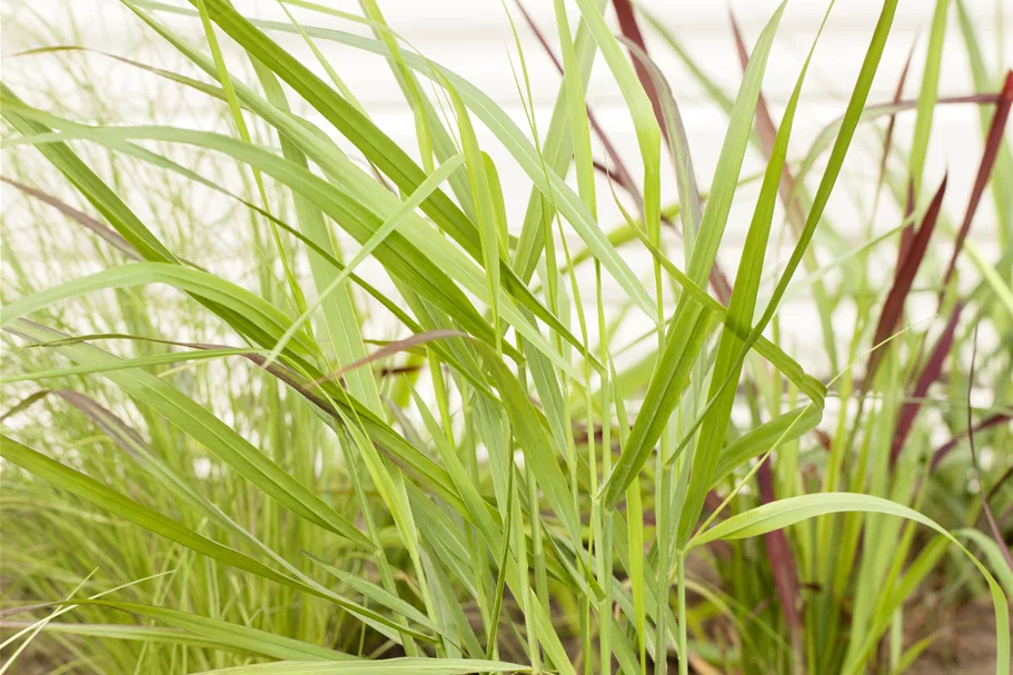 Panicum virgatum 'Rotstrahlbusch'