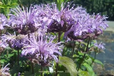 Monarda 'Blue Moon'